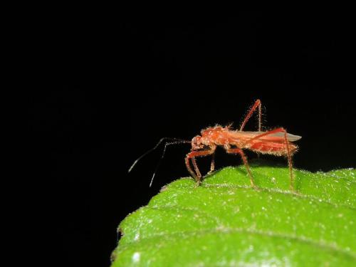Réf. 285 325 : Polytoxus sanguineus